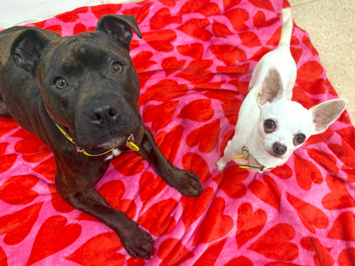 DT_Glasgow's tweet photo. Roses are red,
Violets are blue,
Dixie and Darby are head over heels,
And looking for you! ๐ค๐ป๐น๐ฅฐ
Dixie and Darby are a fabulous little pair who are looking for their chance of a lifetime this Valentines Day! ๐ฅน๐กโค๏ธ
#littleandlarge #valentinesday #adoptdontshop https://t.co/v2YttunzF5