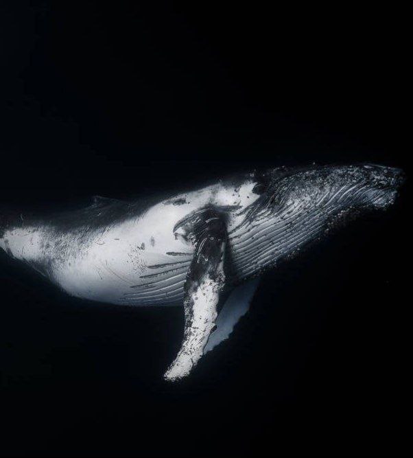 Cointelegraph tweet media