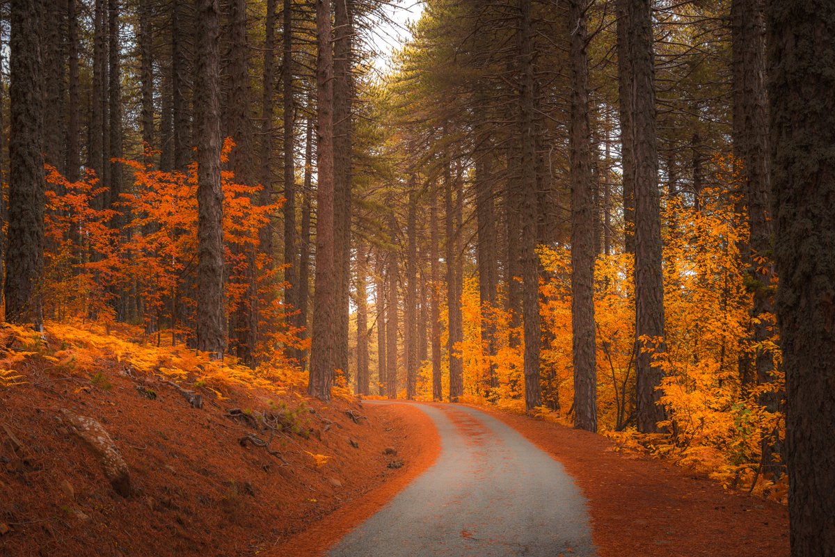 Nikita & Partners Limited tweet media