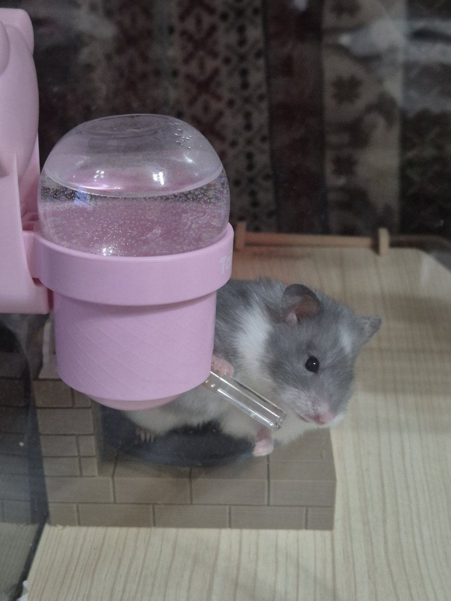 룬쮸 🍀 tweet media