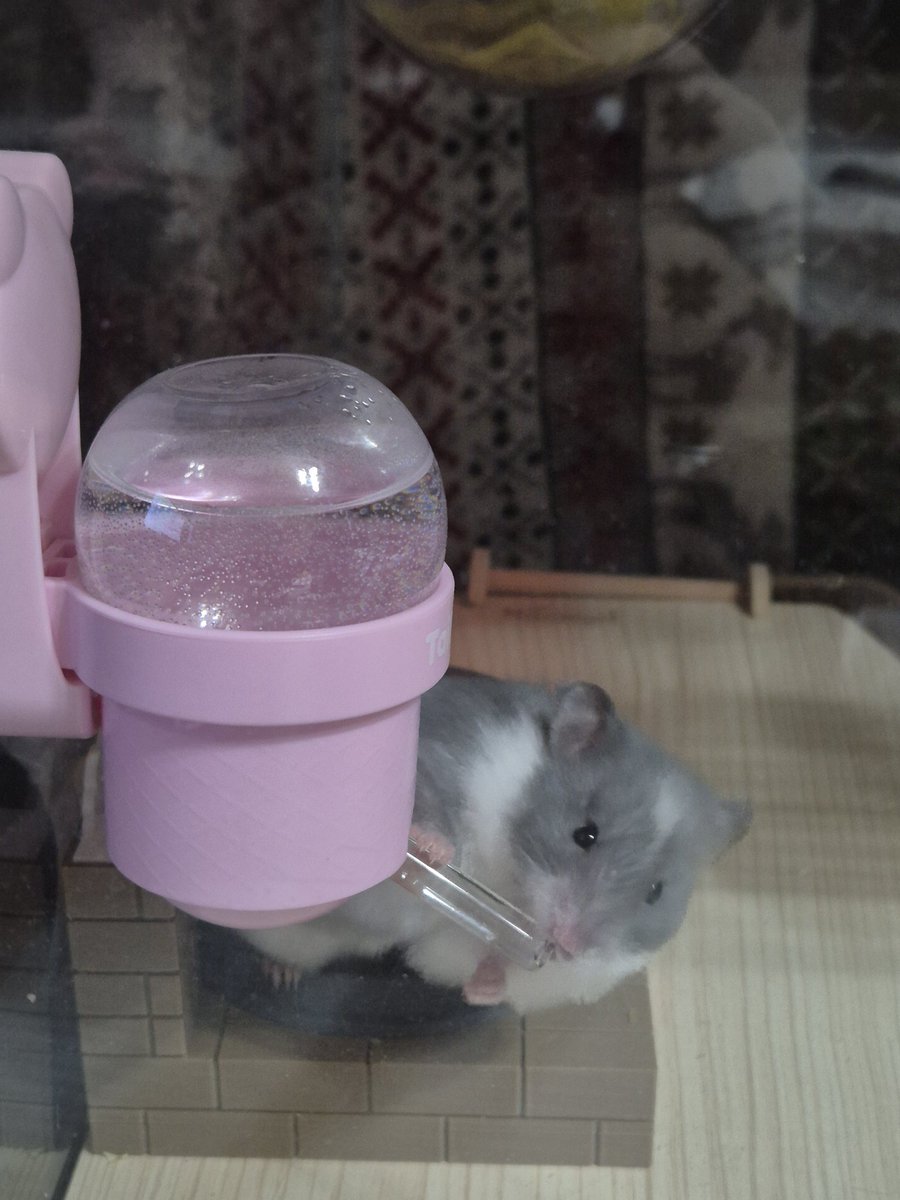 룬쮸 🍀 tweet media