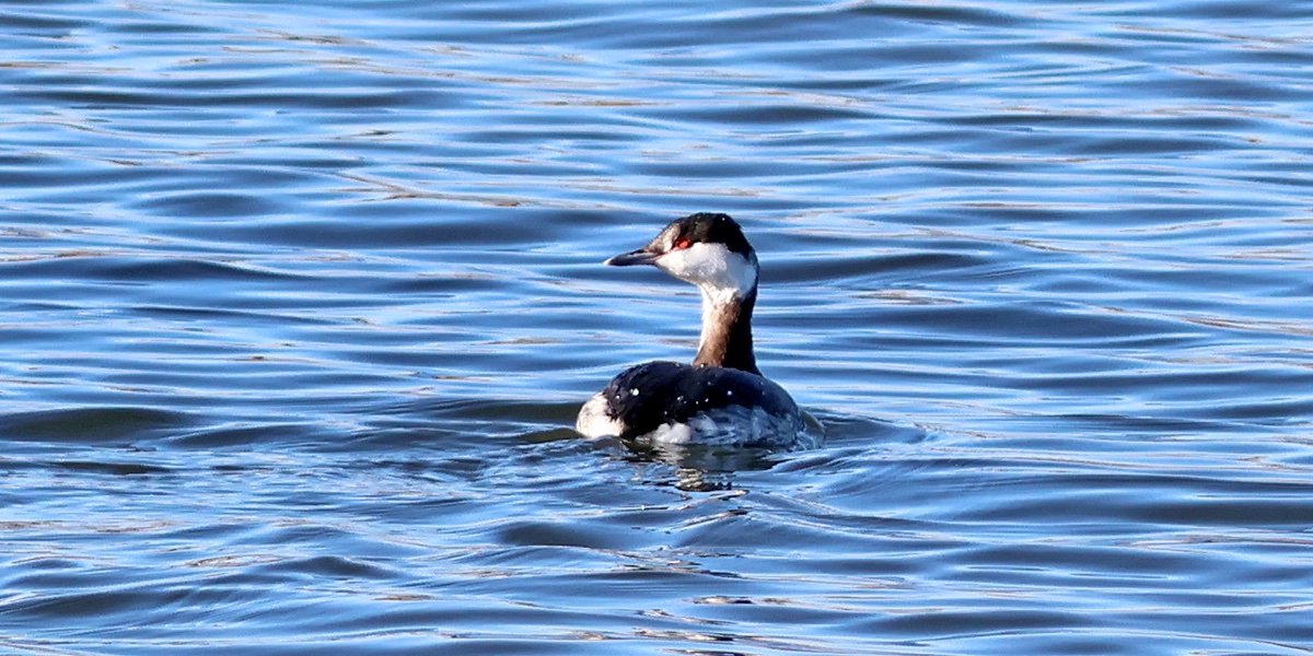 NewcastleBirder tweet media