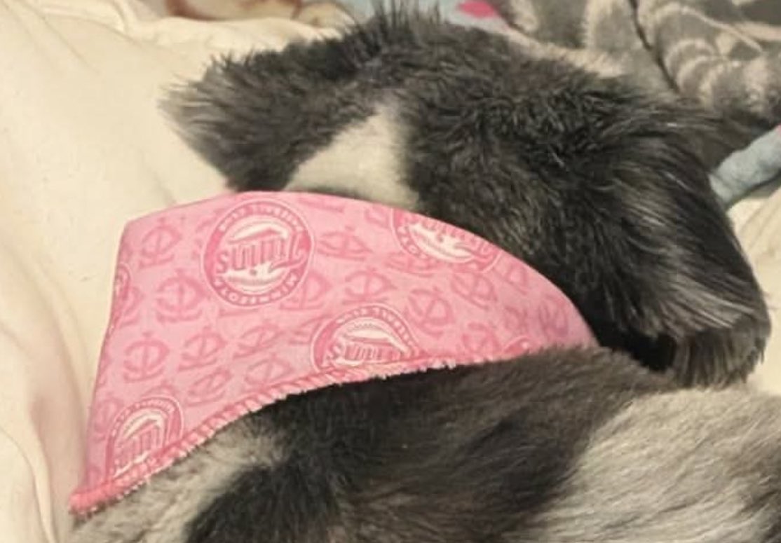 Princess Molly 🐼💕 tweet media