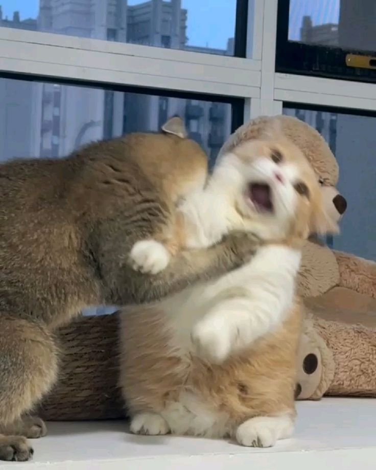 Cats all the way tweet media