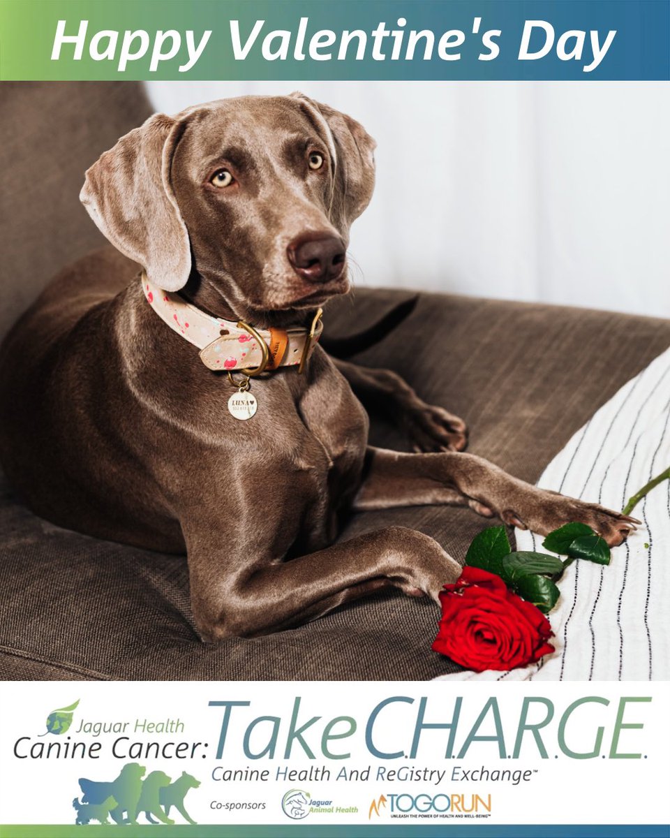 Take C.H.A.R.G.E. tweet media