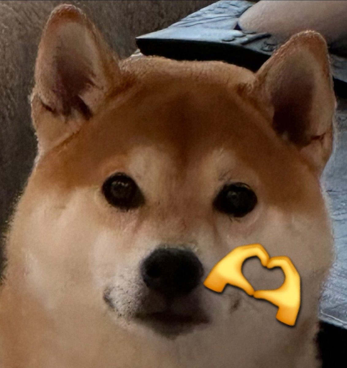 TONIC the Bonk Dog tweet media