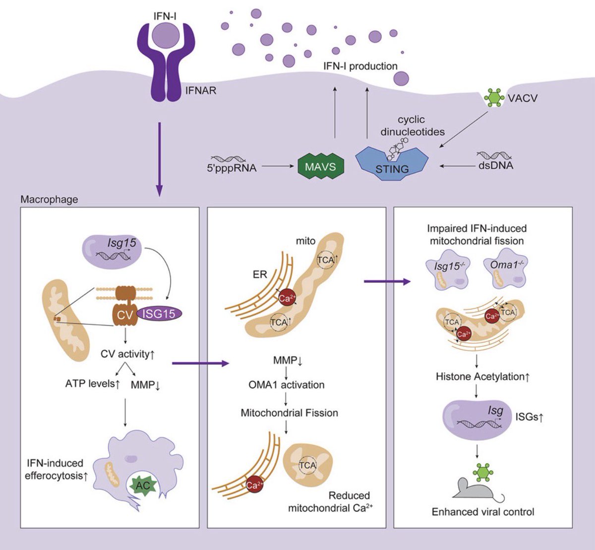 Ivan Zanoni tweet media
