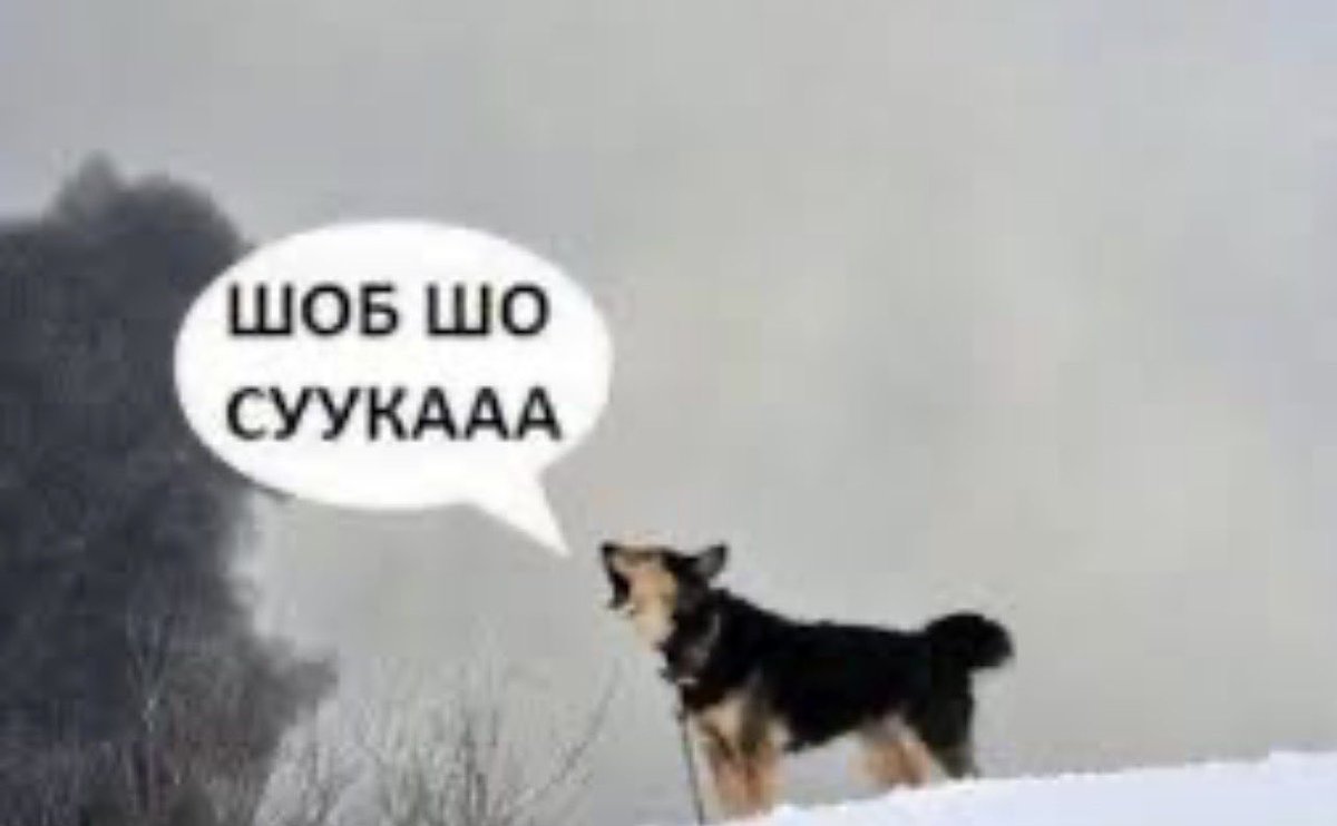 ‡ капітан двіжуха🇺🇦 (@freeizum) on Twitter photo 