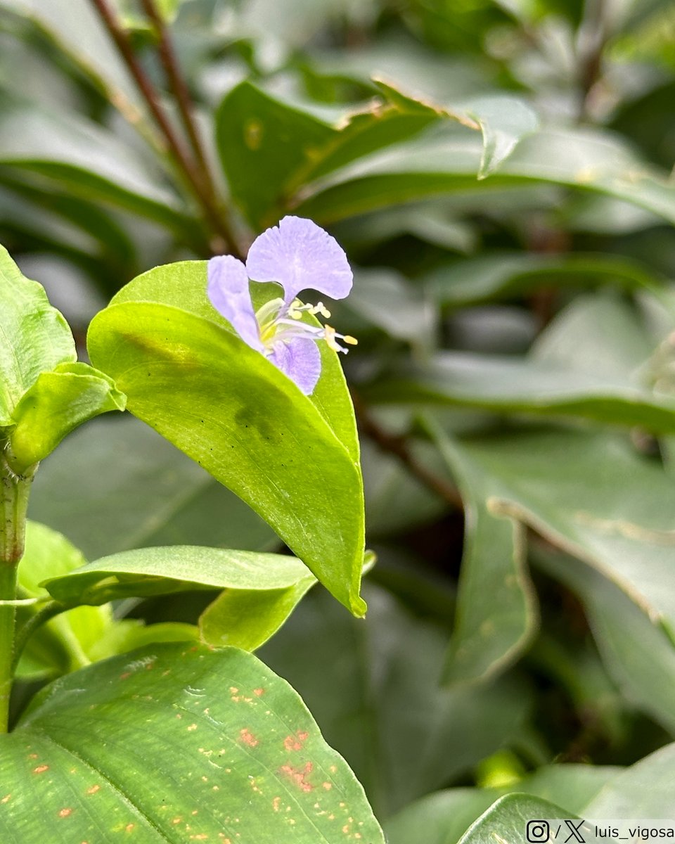 Commelina texcocana (Commelinaceae)
#botany #flowers #taxonomy #plants