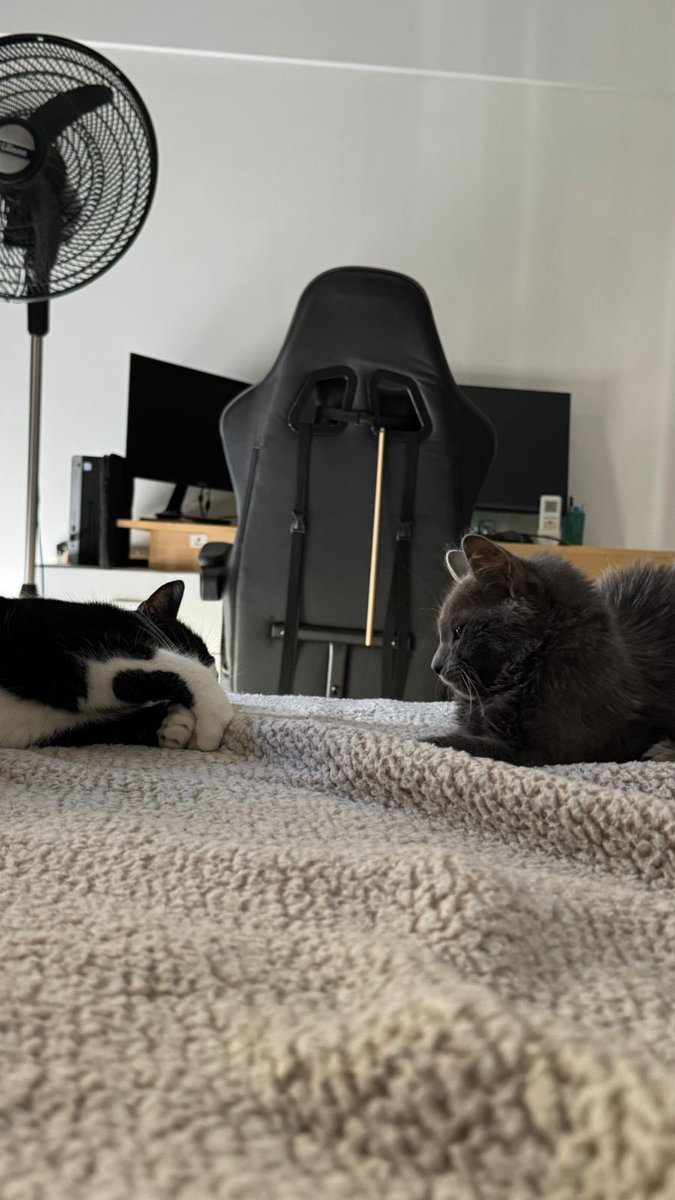 El san valentin de pulga 🤍