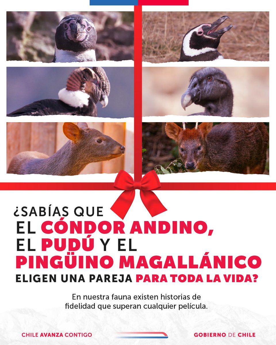 Gobierno de Chile tweet media