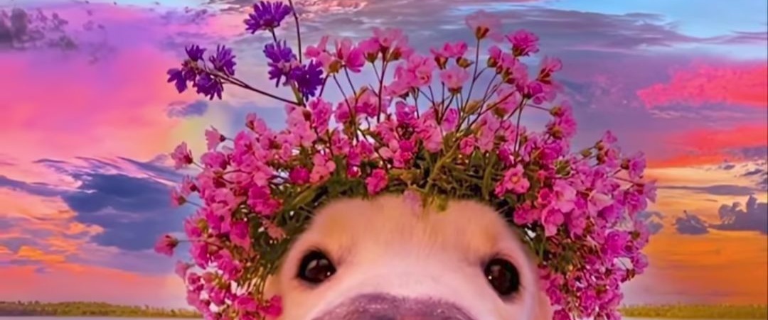 TheDog (@TheRealDog001) / Posts / X