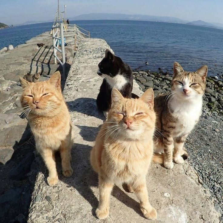 gang