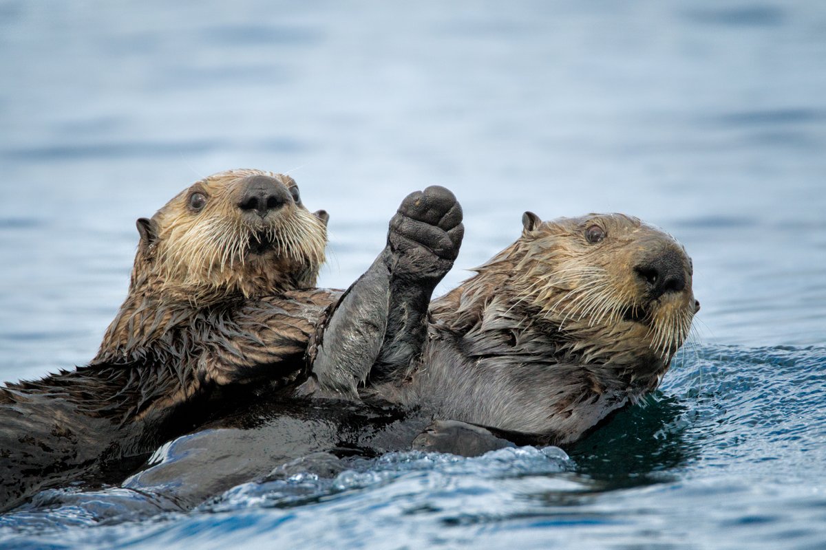 California Department of Fish and Wildlife tweet media