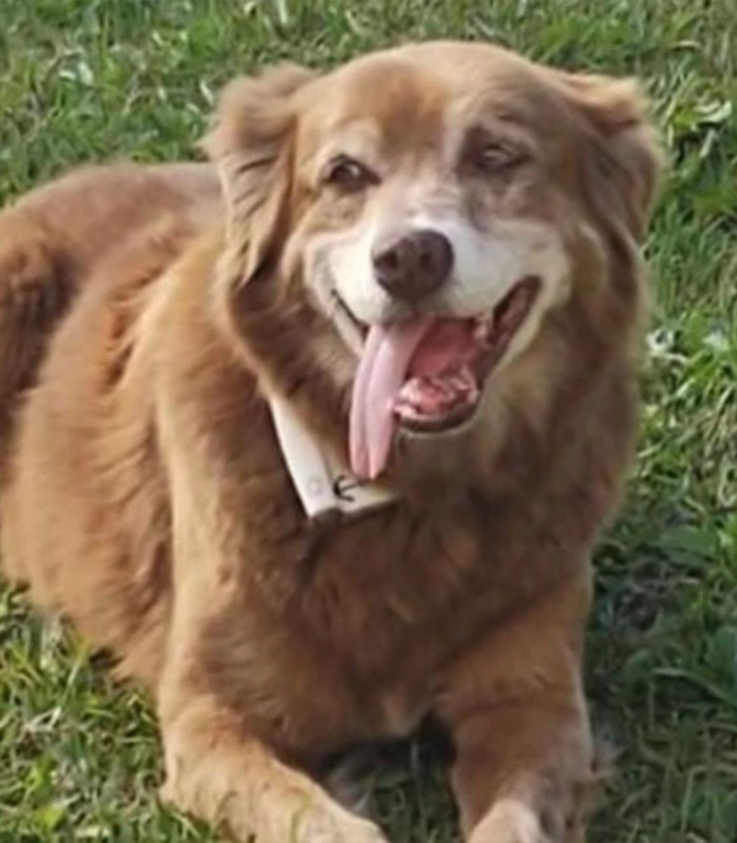 Dexerto's tweet photo. A grieving dog who would not leave his owner’s gravesite has led to Brazil changing laws to allow pets to be buried with their humans

The dog, Bob, stayed at the cemetery where his owner was buried for 10 years https://t.co/9nFGh4ZrVa
