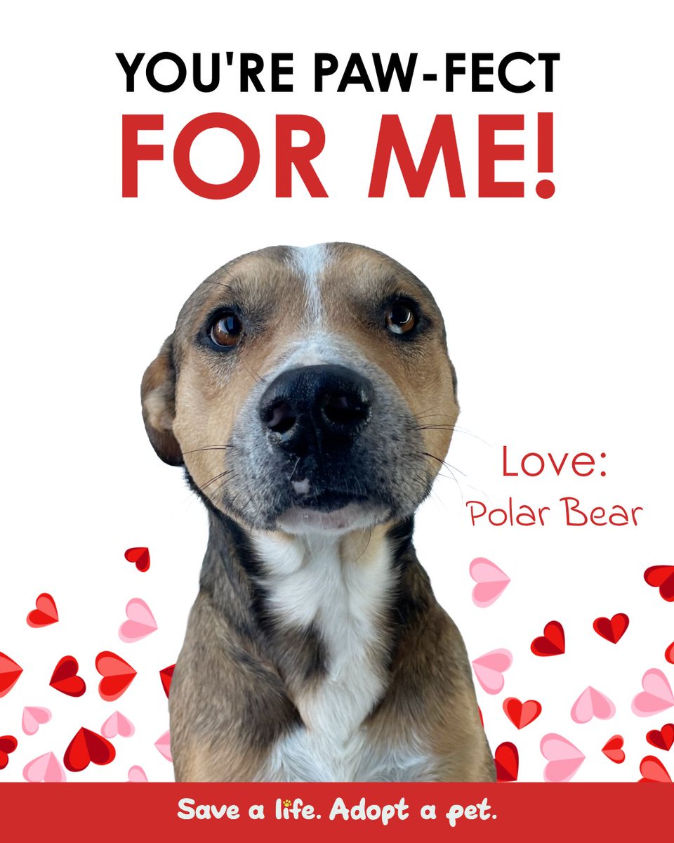 PetCircleWaco's tweet photo. π Polar Bear's Valentine wish - a family of his own!
Meet him and prepare for love at first sight.
2032 Circle Road, M-F: 12-6 p.m. | Sat: 10 a.m.-5 p.m. | Sun: 1-5 p.m.
Adoptable pets: https://t.co/vZYvzWzzg6
#petcirclewaco #offthecircle #adoptdontshop #fosteringsaveslives https://t.co/yd9bRVOU1e