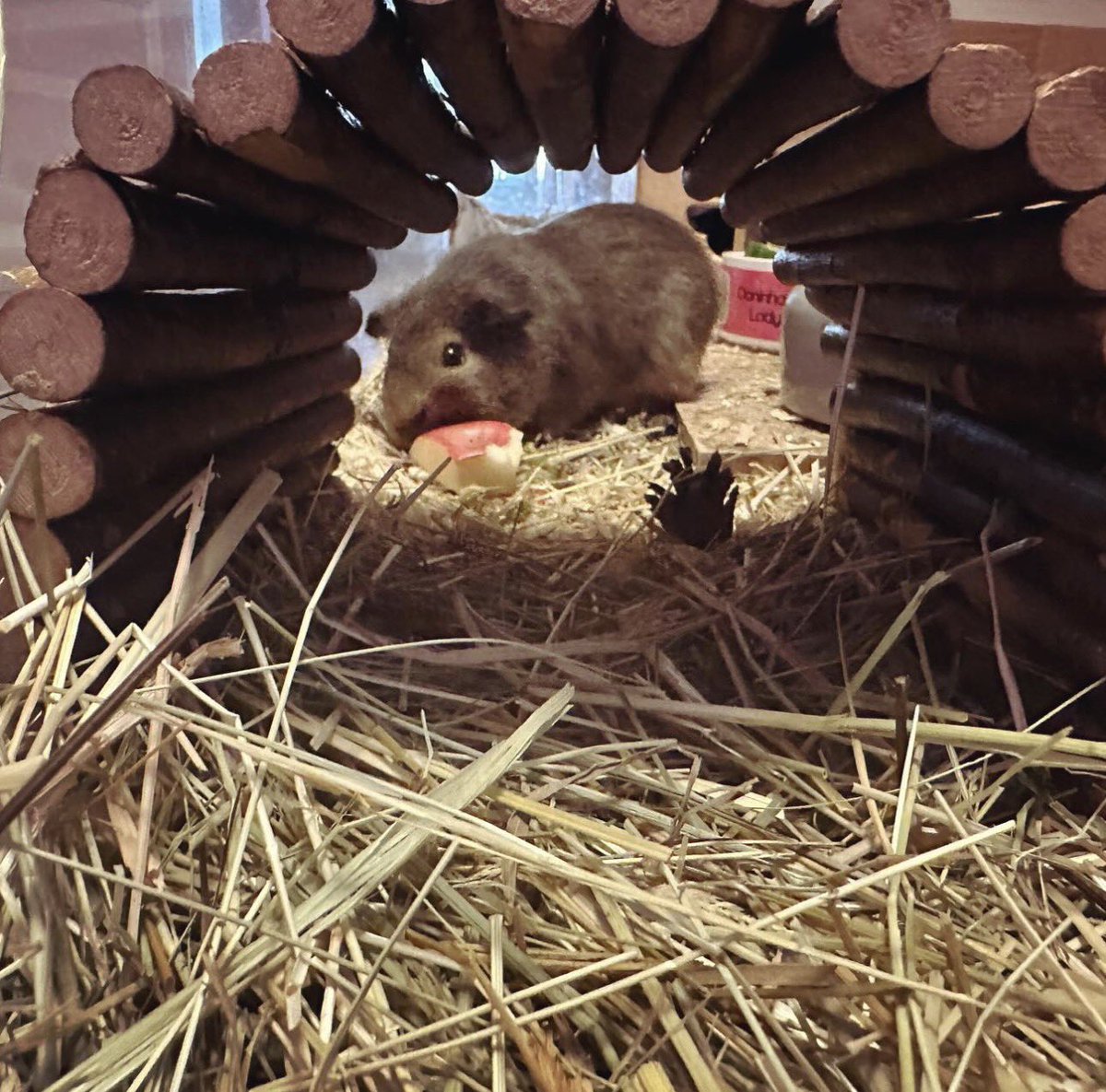 Anna Rebella, the woman, the myth, the legend tweet media