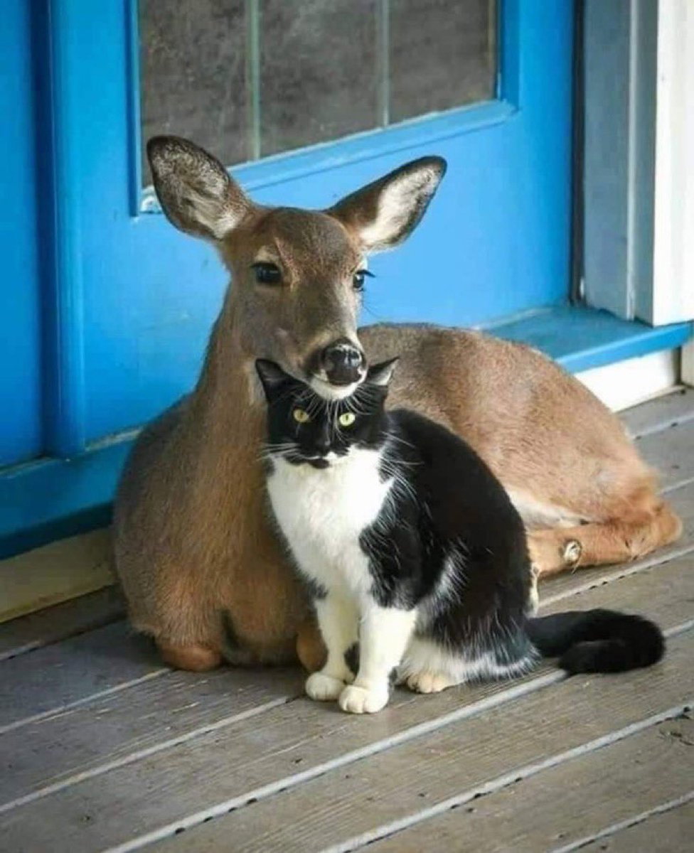 Happy Valentines Day to my other half, the one who has been with me through all the up’s and down, my soulmate. 

I cherish you more than you will truly ever know. Here’s to this year, and many, infinite more to come 💕
I love you <a href="/thatfanged_doe/">‎🌟 Spencer🤘🏻 @ HOME 🌟</a> 💕