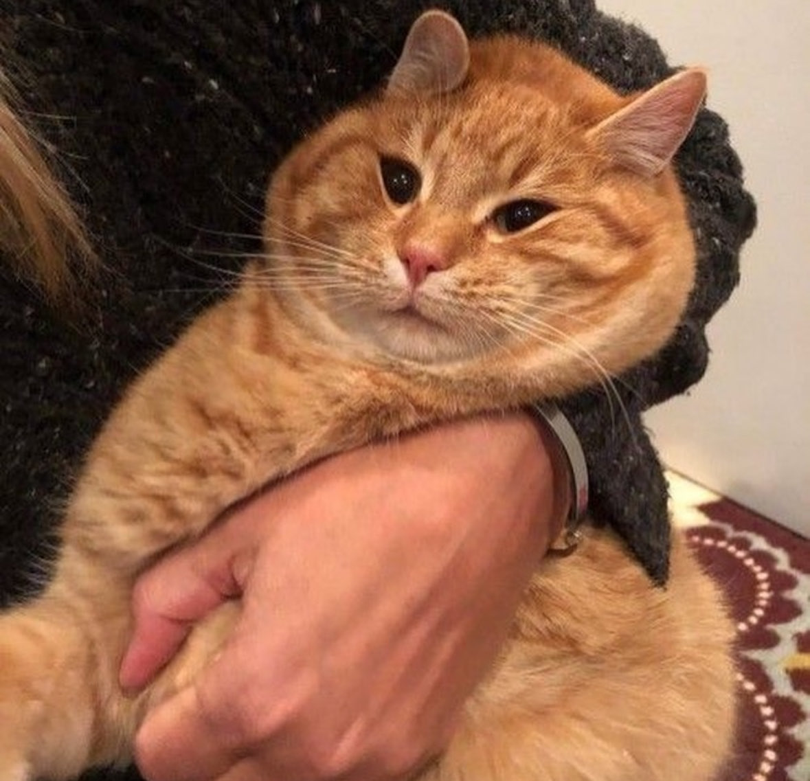 저도 키우다보니 알게된 고양이 기여운 점
꽈악 안아주면 싫어도 인간이 무슨 이유가 있겠거니 하고 잠깐 기다려줌