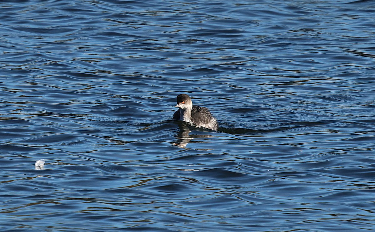 After Symondswood, we received news of a Black-necked Grebe back home at <a href="/AmwellBirding/">Amwell Birding</a> (thanks to <a href="/CousinsRon/">Ron Cousins</a>). It had disappeared behind the Island when we got there, but eventually showed nicely in front of the viewpoint.  Always good to see <a href="/StuartFox1/">Stuart Fox</a> there.