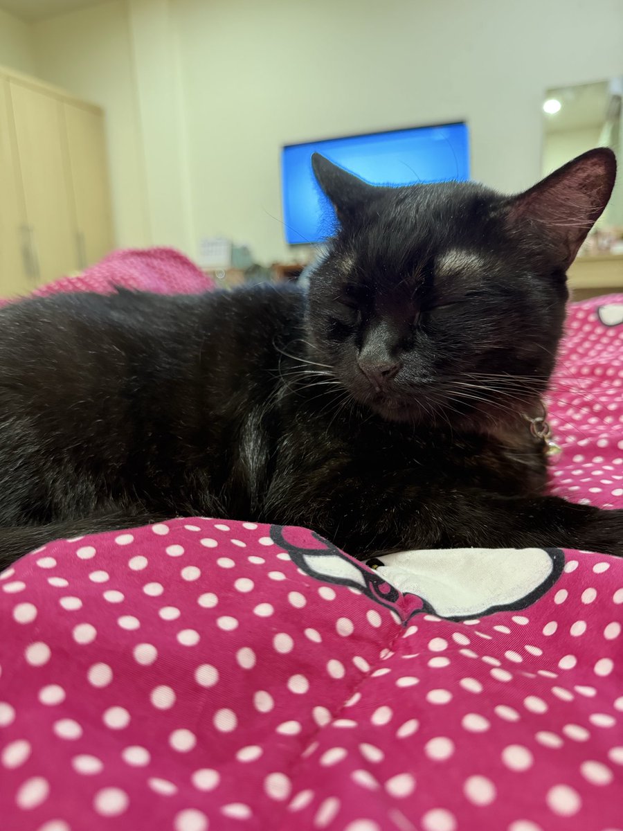 มีสาวมานอนด้วยคืนนี้ #ภูเก็ต #แมว