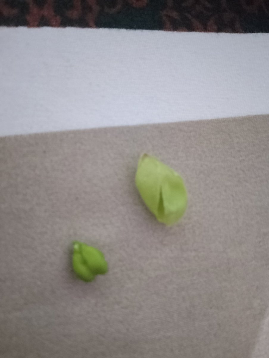 What do you call this in your language?