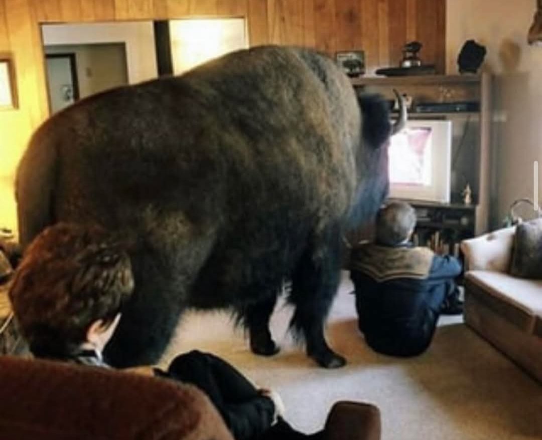 Jim Sautner, the Buffalo Whisperer was a Canadian rancher who raised a 2,000-pound bison named Bailey D. Buffalo like a family dog.... 

Jim Sautner, affectionately known as “The Buffalo Whisperer,” was a Canadian rancher from Spruce Grove, Alberta, renowned for raising a