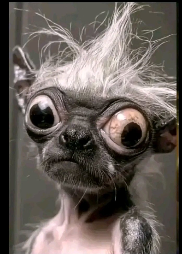 Kwa hivo hamtanifollow wangwana?😁😁