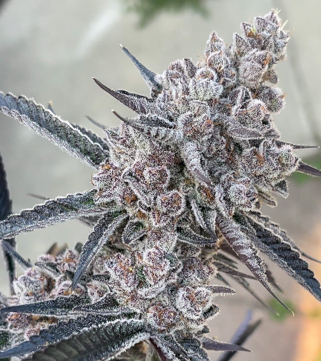 Giveaway done as influencer.

💖OMG guysss Valentine’s week just HIT different 😍
 So I’m dropping this INSANE 10-pack Super Buff Cherry #26 S1 Photo Fem giveaway!! 🍒🔥

US ONLYYY babes 🇺🇸

Rules super easy:
1. Follow @loupeygardener + <a href="/ForceofNatureCA/">ForceofNatureGenetics</a> RIGHT NOW
2. Drop a