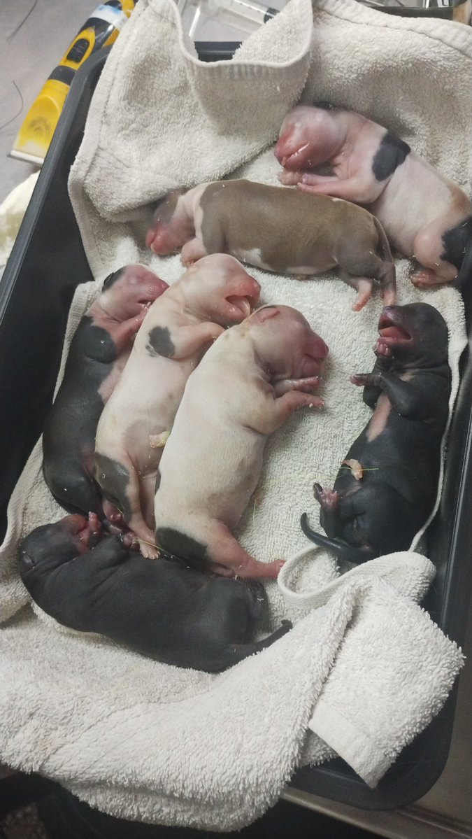 me estoy llevando a casa SIETE neonatos porque hicimos una cesárea de urgencia y como están vivos y los dueños rechazaron llevarse los cachorros los reviví y acá estamos, condenada otra vez a no dormir para ver si alguno sobrevive