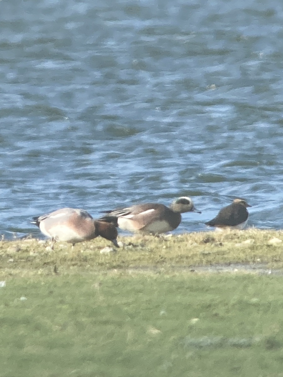 Robs Birding tweet media