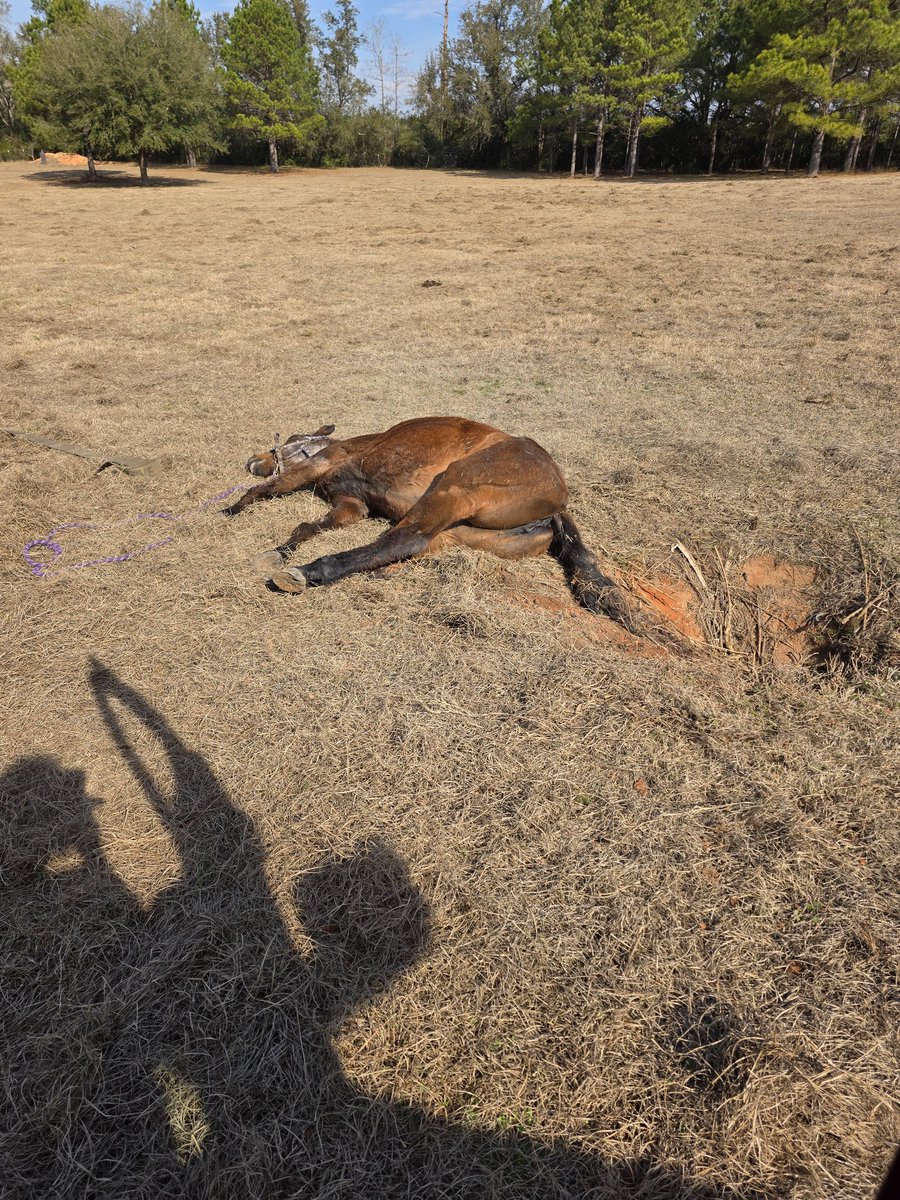 Deplorable Dawn tweet media