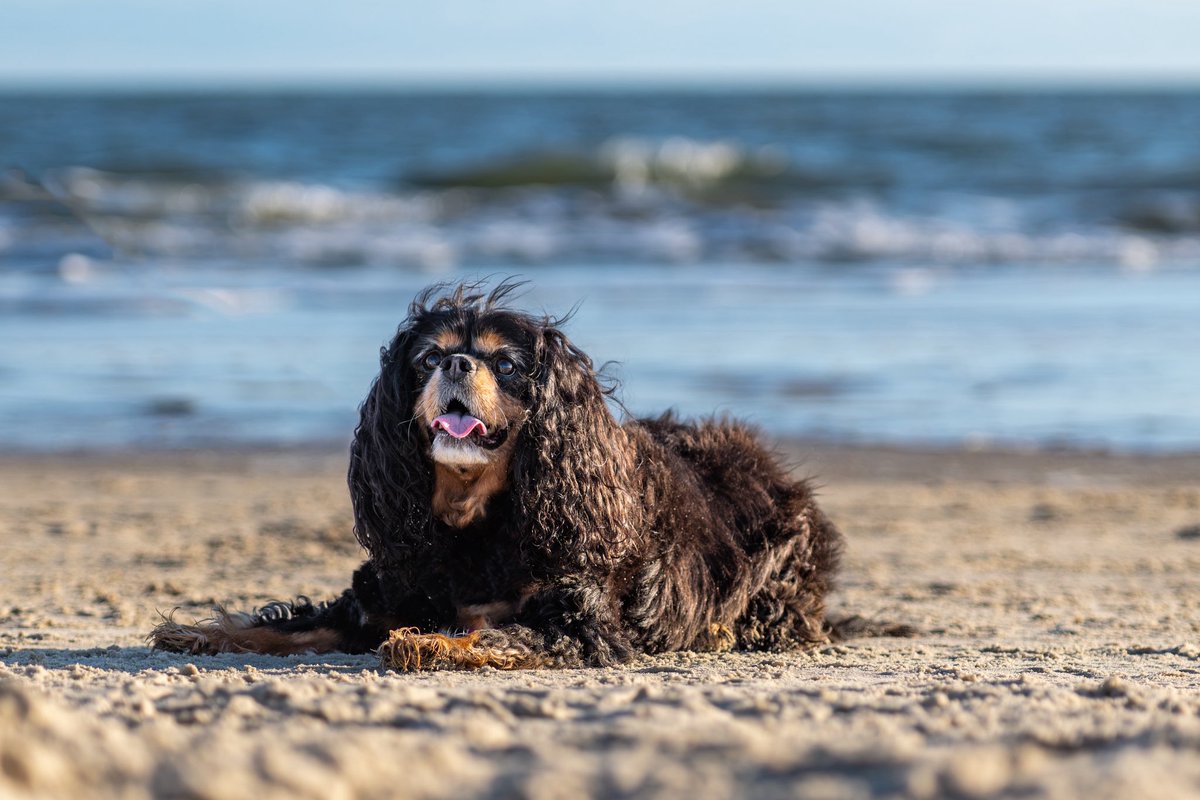 jwjacobs12's tweet image. Happy 12th birthday Willow! #cavpack #cavaliers