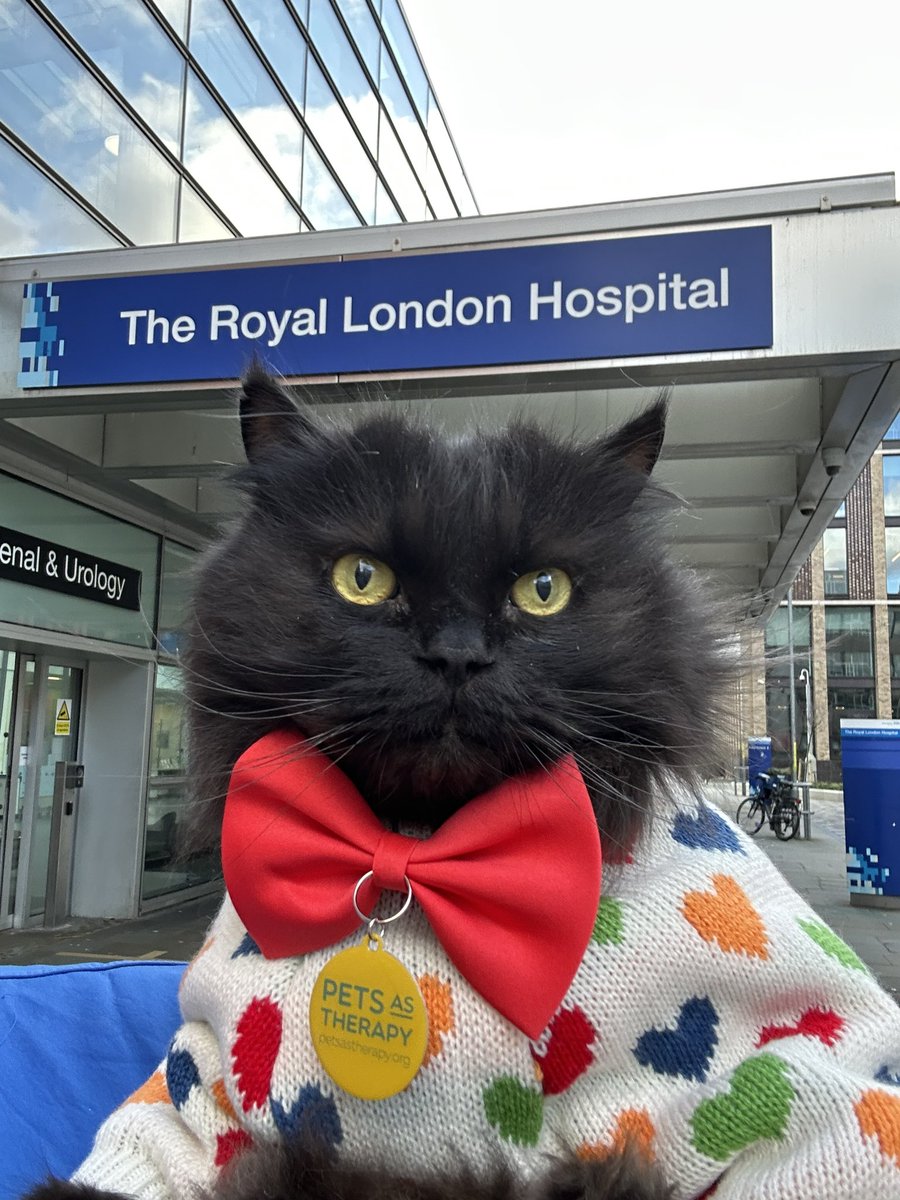 Mr.London.Meow 💙 tweet media