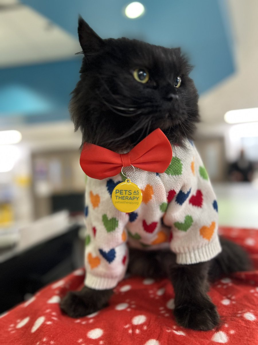 Mr.London.Meow 💙 tweet media