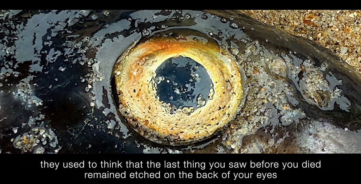 Liberated Words tweet media