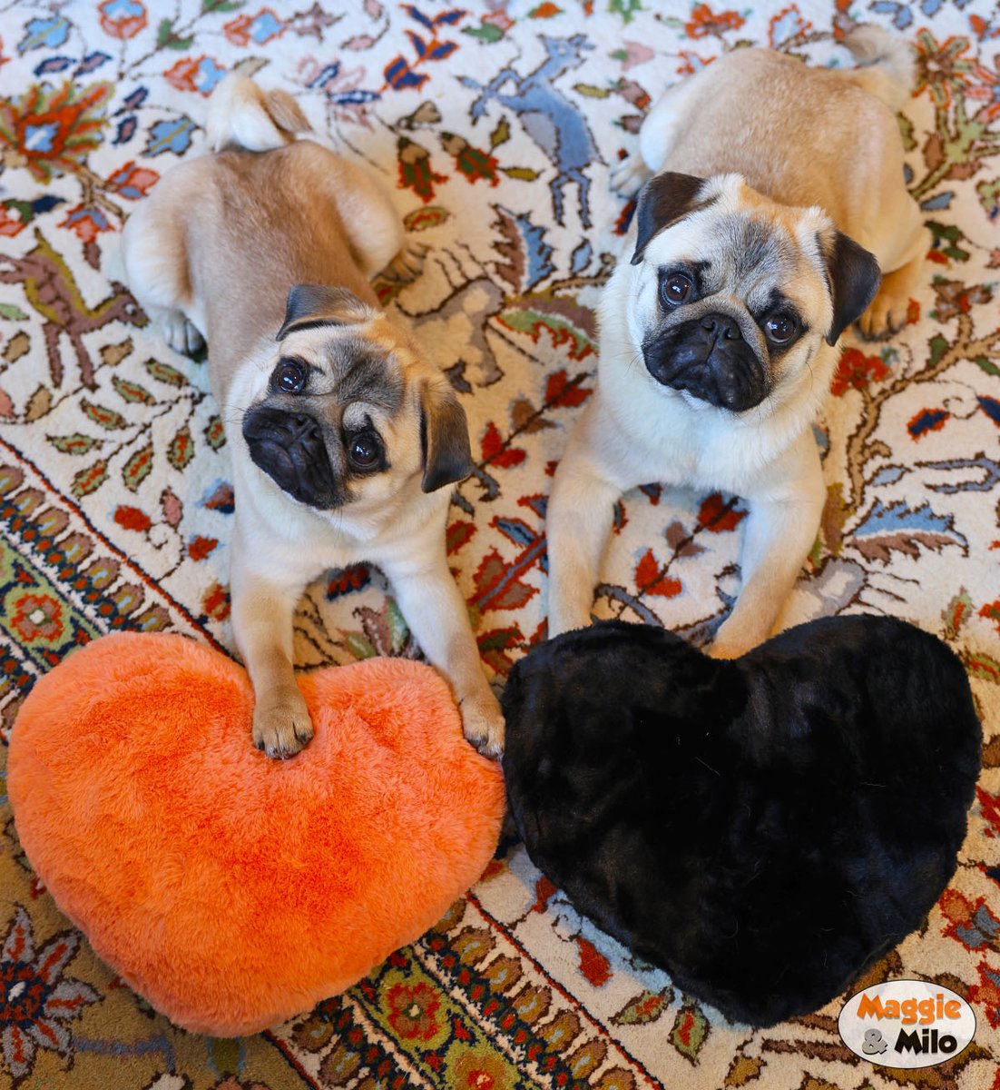 Maggie & Milo the Pugs tweet media