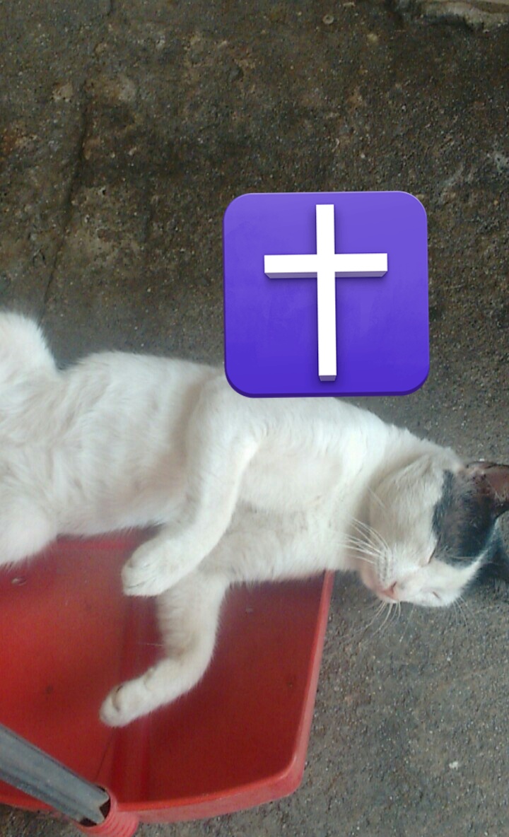 Después de 12 años decidiste irte, me acompañaste en mis momentos más difíciles, te quise tanto que no tengo palabras ni lágrimas en este momento. Solo espero  que puedas ahora sí descansar y otra oportunidad para volverte a ver y podamos seguir juntos mejor amigo 🙏🏻.