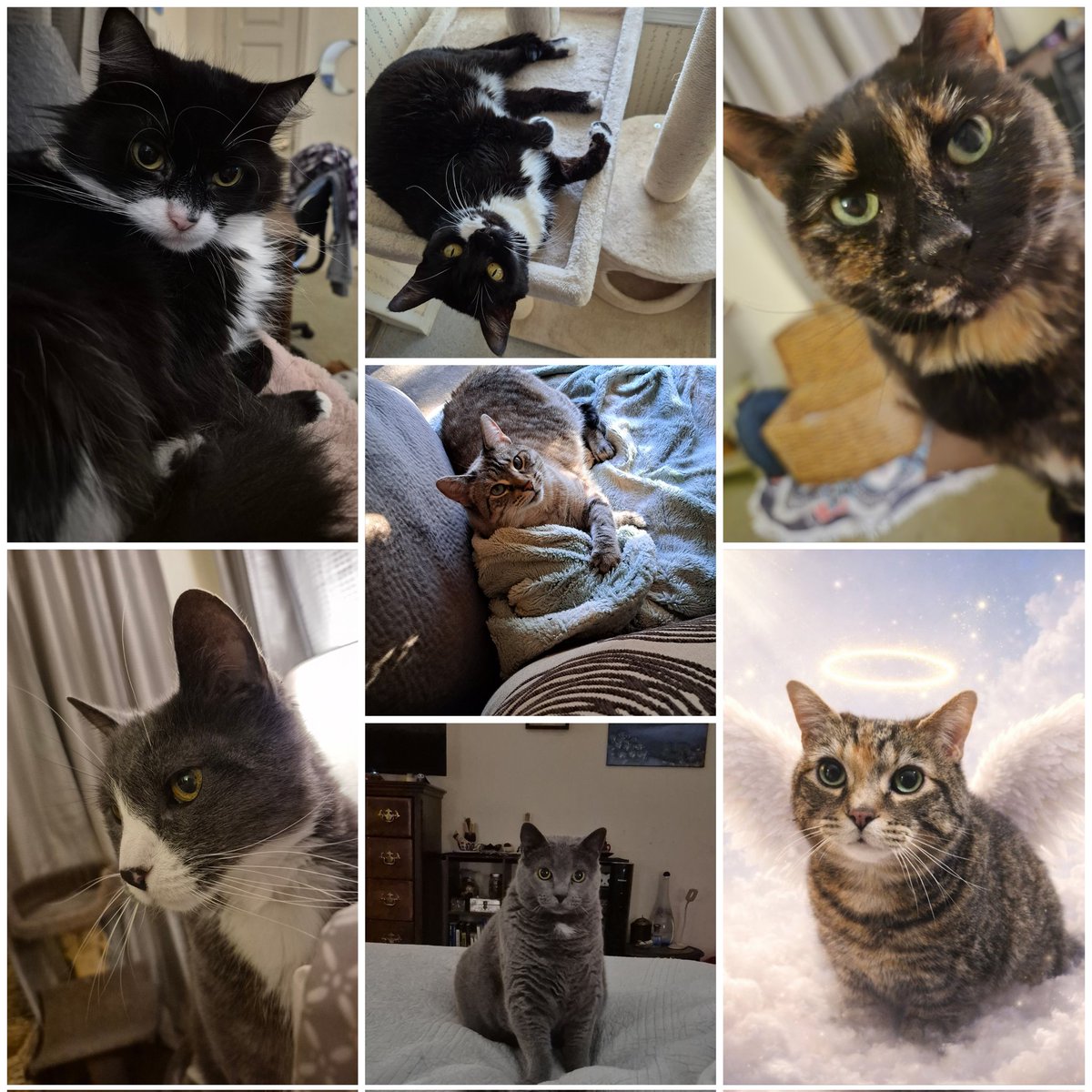 Happy #Caturday and Happy Valentine's Day! Nothing really happening today besides chores, errands and the usual. Be safe and be well. I know some of us are struggling right now for various reasons. Stay strong. 💜🙏 Here's the crew. Happy heart day from them to you. 🐾😸
