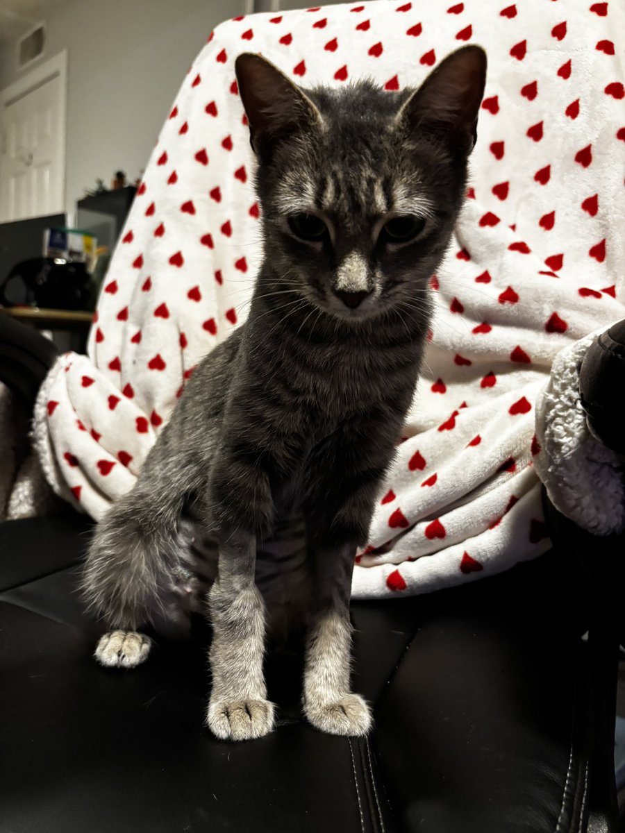 happy valentibes day