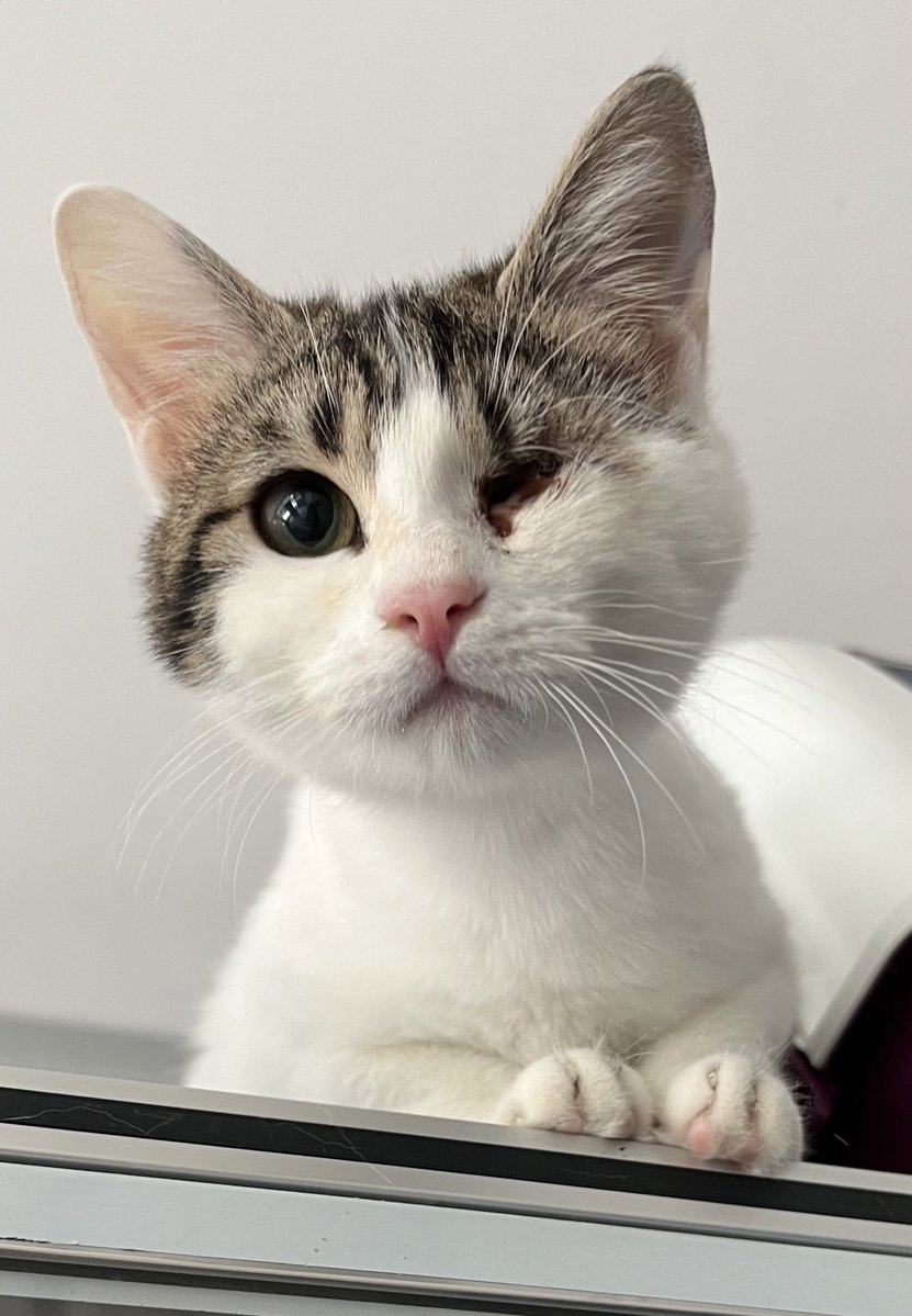 Bu aşk tanesi kızın 1 gözü görmüyor maalesef. İnanılmaz oyuncu ve sıcak kanlı bi kız, 5 aylık. Kısırlaştırma, pencerelerde sineklik ve takip şartıyla ömürlük ailesini arıyoruz. İSTANBUUULLL