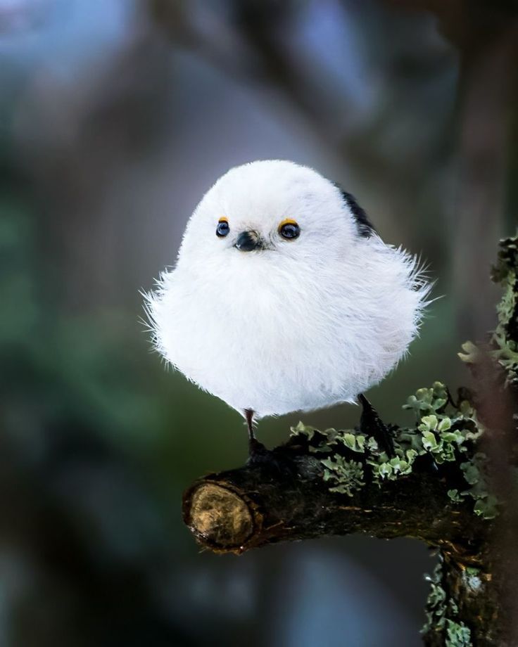calminspace's tweet photo. What are your realistic targets for $SGB price this year guys?

0.10$ - 0.20$ ?

#SongbirdNetwork #SGB 🕊 https://t.co/Bi1dDd2ynV
