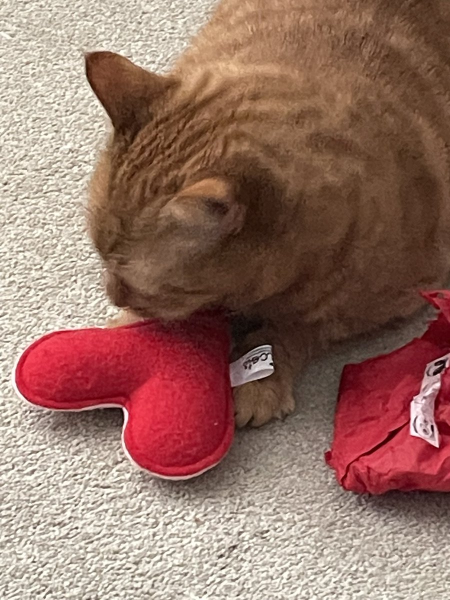 ❤️ Happy Valentine’s Day! ❤️ 
Chums! I found my secret present and opened it😹
Love to all - JacK 🐾🐾
#CatsOfTwitter
#CatsOfX
#ValentinesDay