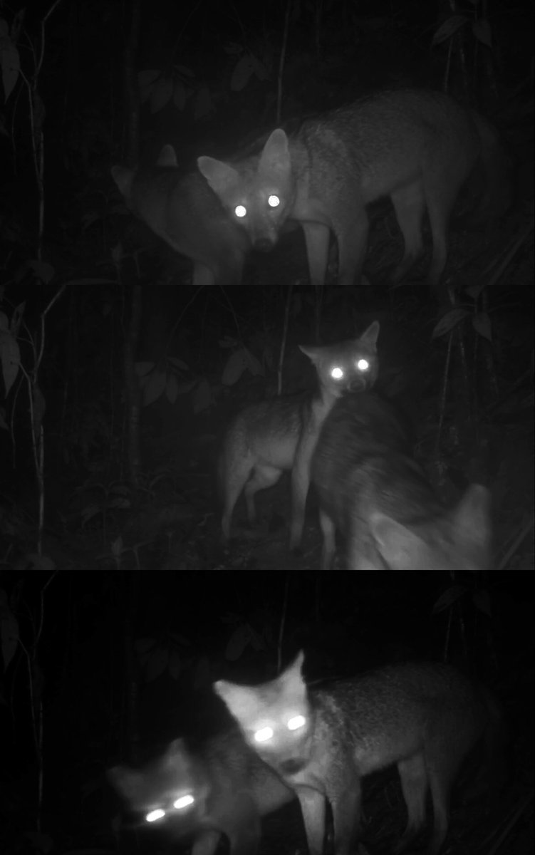 El Aburrá y sus animales de ladera.
