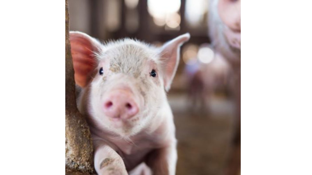 Cascarilla de cebada circular para nutrición animal y agricultura, a granel o ensacada. Conoce más: quiminet.com/noticias/succe… #SuccessSuministrosSustentables #CascarillaDeCebada