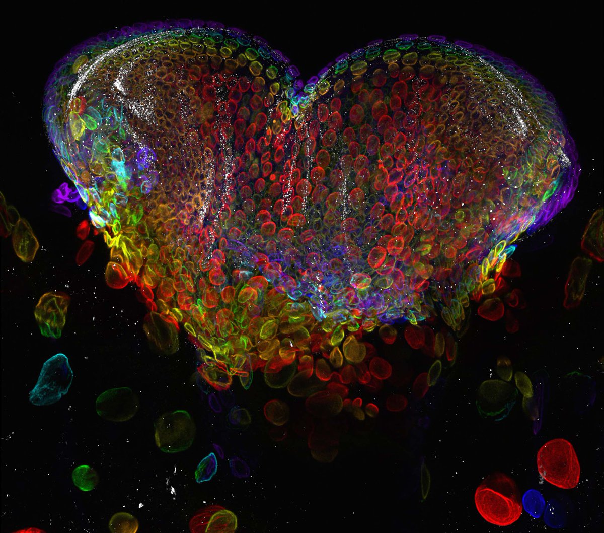 BigBangSciCom's tweet image. L'œil d'une mouche Drosophila melanogaster au 3e stade larvaire, en #microscopie confoncale. Joyeuse Sain-Valentin !

Crédits : Dr. Michael John Bridge
nikonsmallworld.com/galleries/2012…

#microscope #microscopy #insectes #insects #entomology #entomologie
