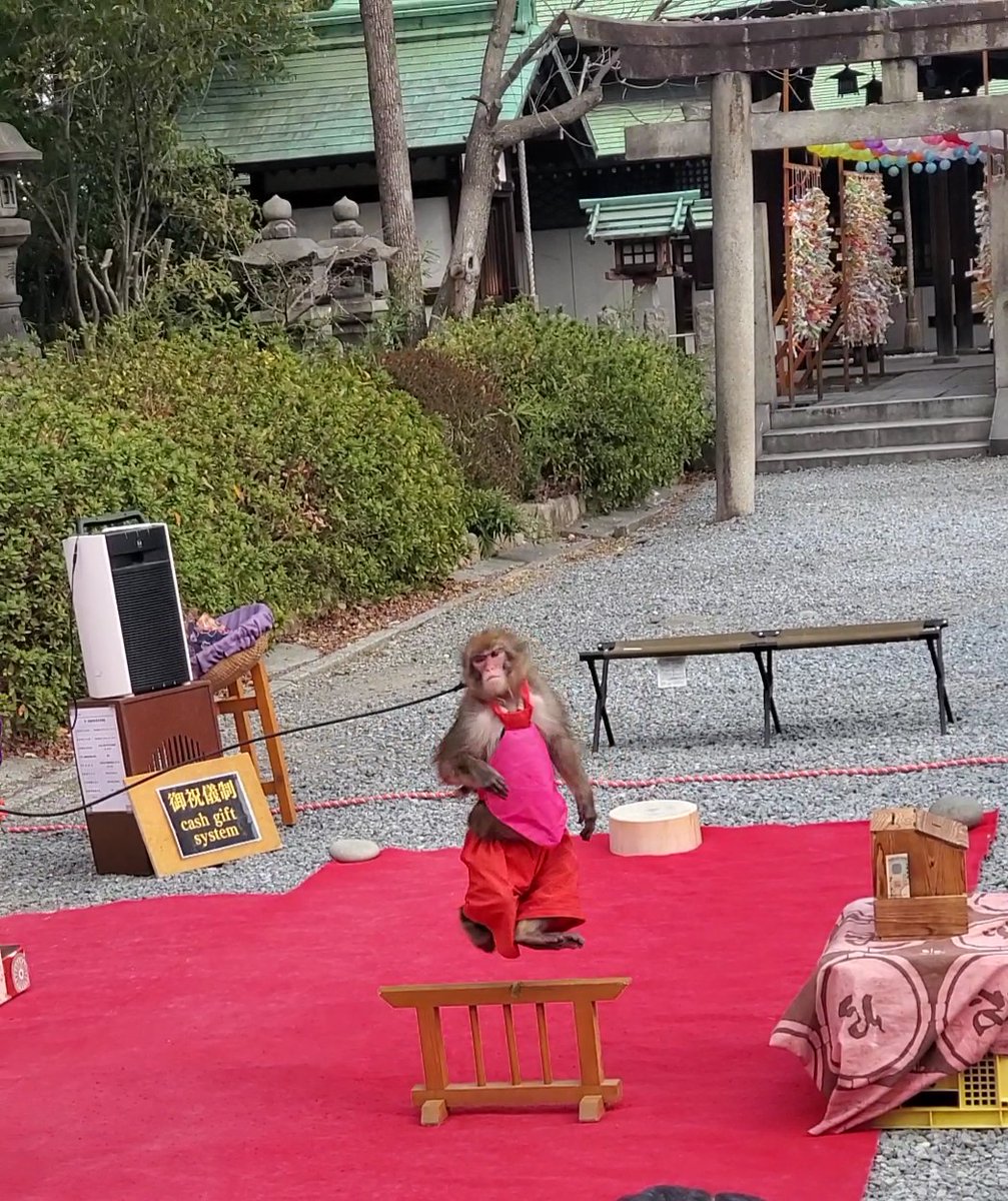ichiban_os61908's tweet photo. 豊国神社での　楽しい猿まわしでした
真後ろに倒れるって凄い😃JUMPも良かった https://t.co/7c71Ldeze2