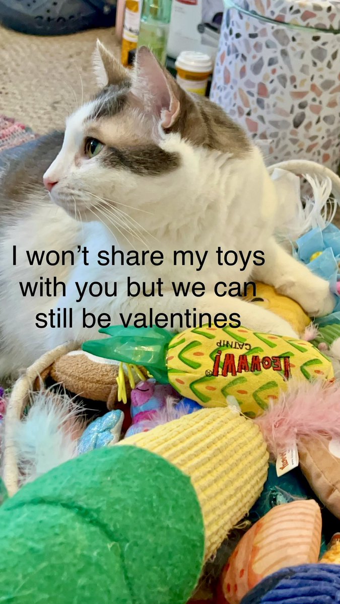 We Are The Paw Brothers 5🐾🐾🐾🐾🐾🐾 tweet media