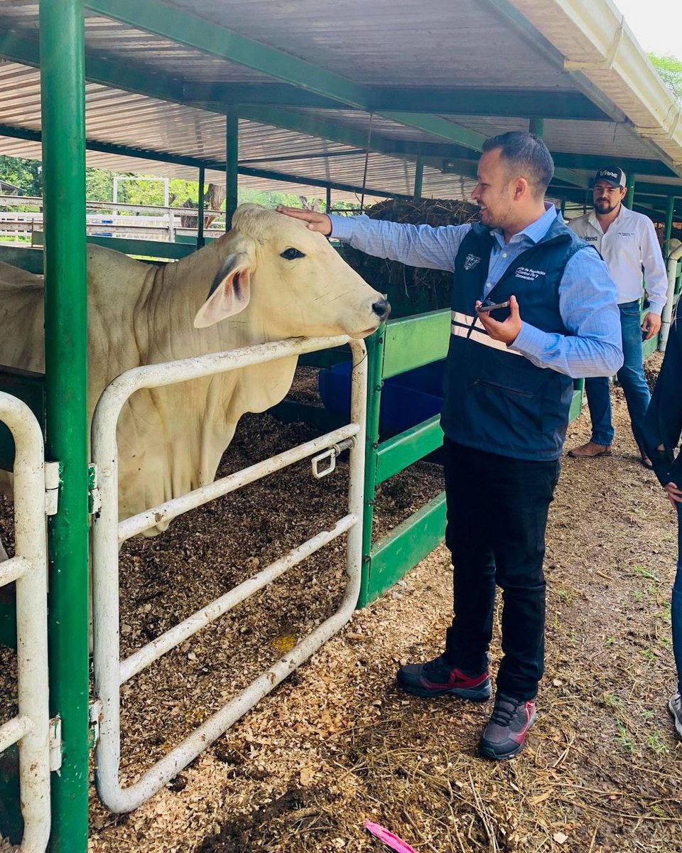 AgrocalidadEC's tweet photo. El Director Ejecutivo, Danny Morales, desarrolló agenda técnica en territorio fortaleciendo la sanidad animal y vegetal del país.

En la parroquia Chongón, entregó certificaciones de Predio Libre de Brucelosis y Tuberculosis Bovina a la Hda. Aldeana. https://t.co/y6sOcdsSZ2