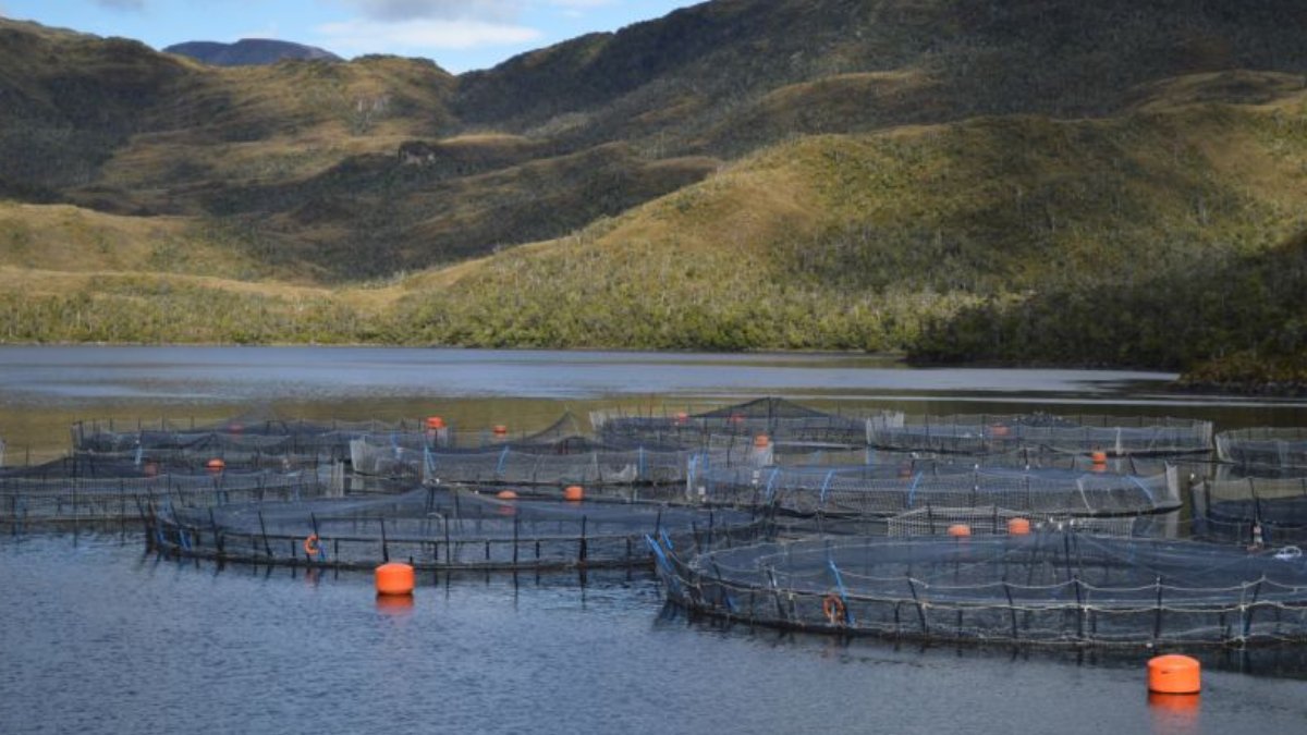 #Cooperativa90 Sernapesca investiga masiva muerte de 283 toneladas de salmón en centro de cultivo tinyurl.com/3ezc6rwn